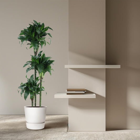 Dracaena Tatuade - 140 cm - ø24