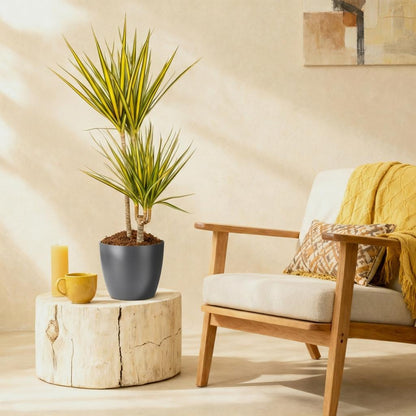Dracaena Sunray in Grijze Pot - Hoogte 90-100cm