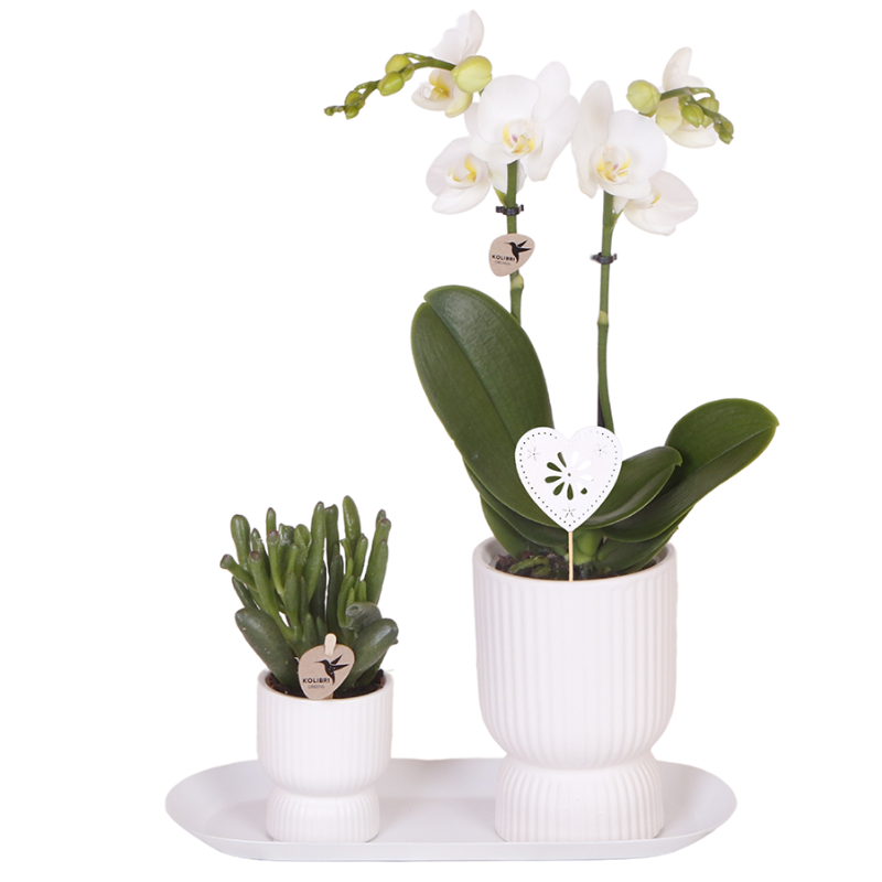 Set:  Witte Amabilis orchidee 9cm + groene plant incl. witte sierpotten & ovaal dienblad