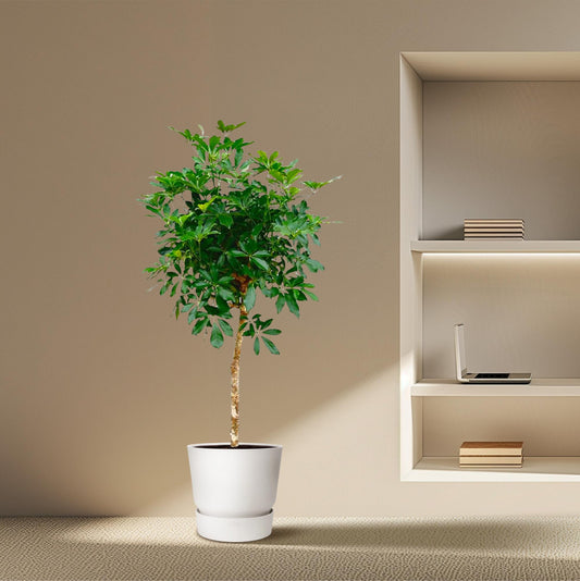 Schefflera on a stem - 170cm - ø30
