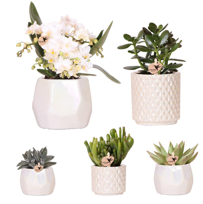 Kolibri Company | Set of plants + decorative pots for dinner table decoration - pot size Ø9cm & Ø6cm | flowering houseplants - fresh from the grower
