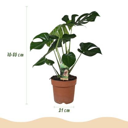 Monstera Deliciosa 70-80cm