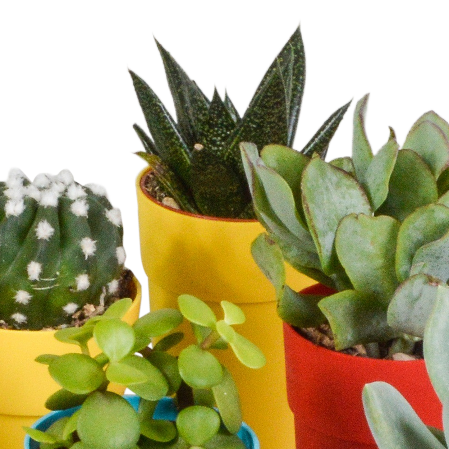 mix: 15 Cacti en vetplanten (plastic potjes)