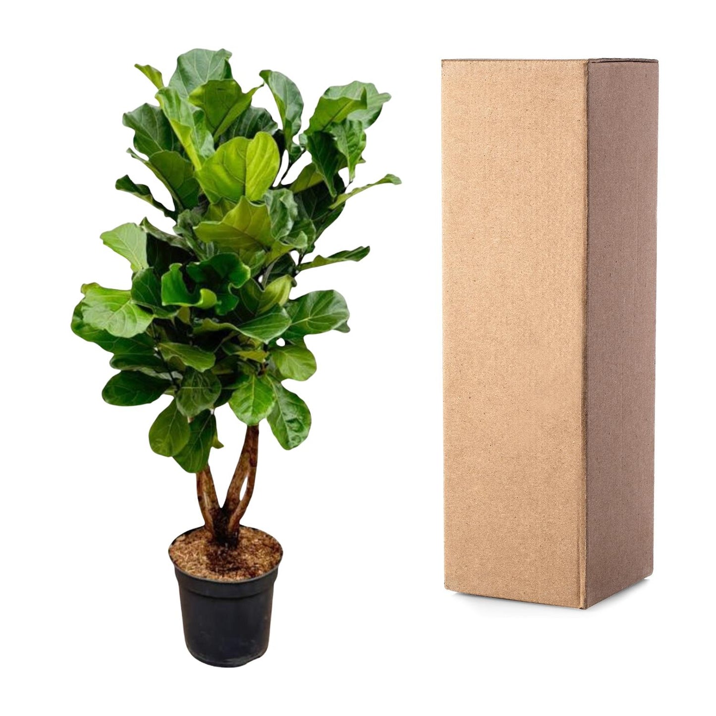 Ficus Lyrata vertakt XL - 200cm - ø34