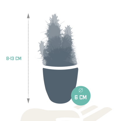 Mix: 15 stuks Cacti en vetplanten 5.5 cm - in witte pot