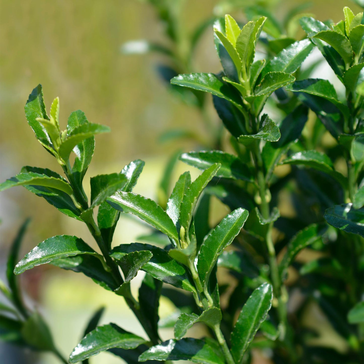 Euonymus japonica Green Spire -  blad groen - 8 planten - 1 strekkende meter - groenblijvend - pot 9cm hoogte 20-25cm