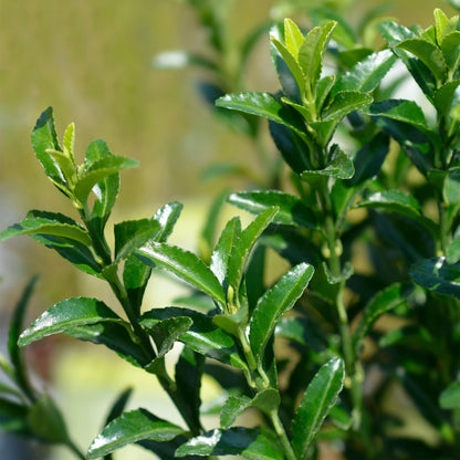 Euonymus japonica Green Spire -  blad groen - 8 planten - 1 strekkende meter - groenblijvend - pot 9cm hoogte 20-25cm