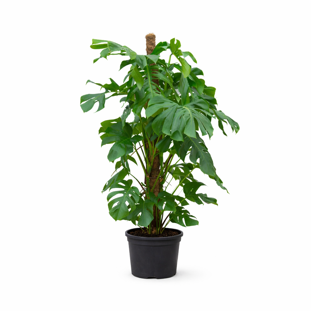 Monstera Deliciosa XXL