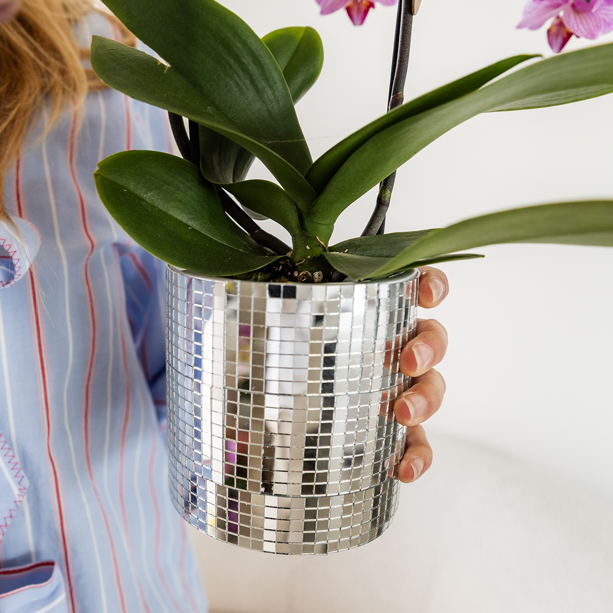 Combo: Paarse Vienna orchidee (Disco sierpot)