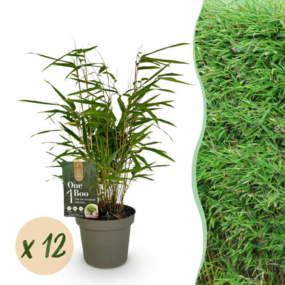 Bamboe: Fargesia Rufa (12 Planten)