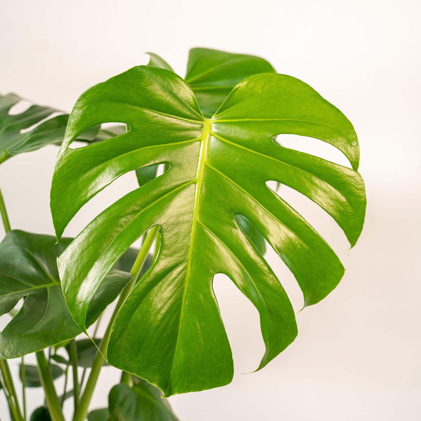 Combo: Monstera Deliciosa (Mand Selin)