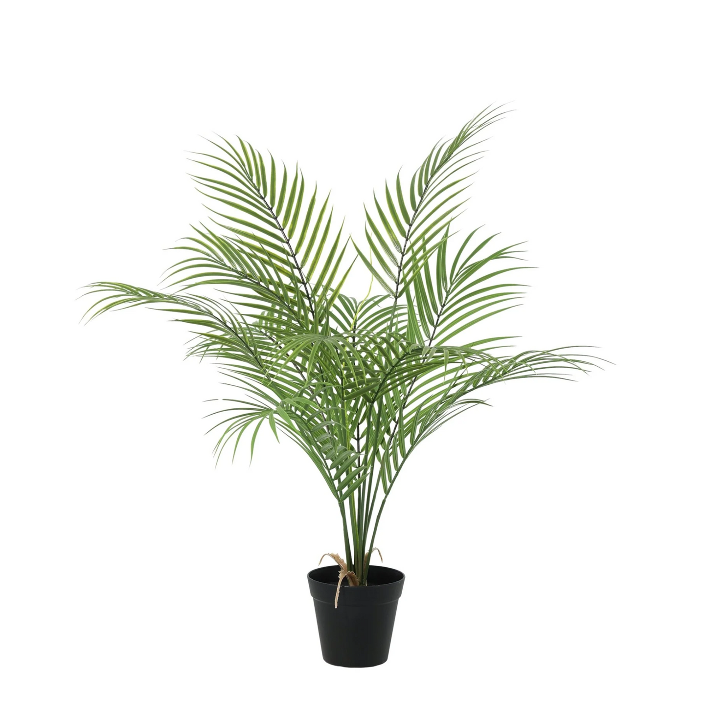 Kentia palm