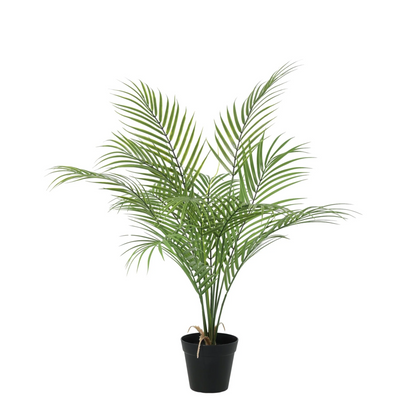 Kentia palm