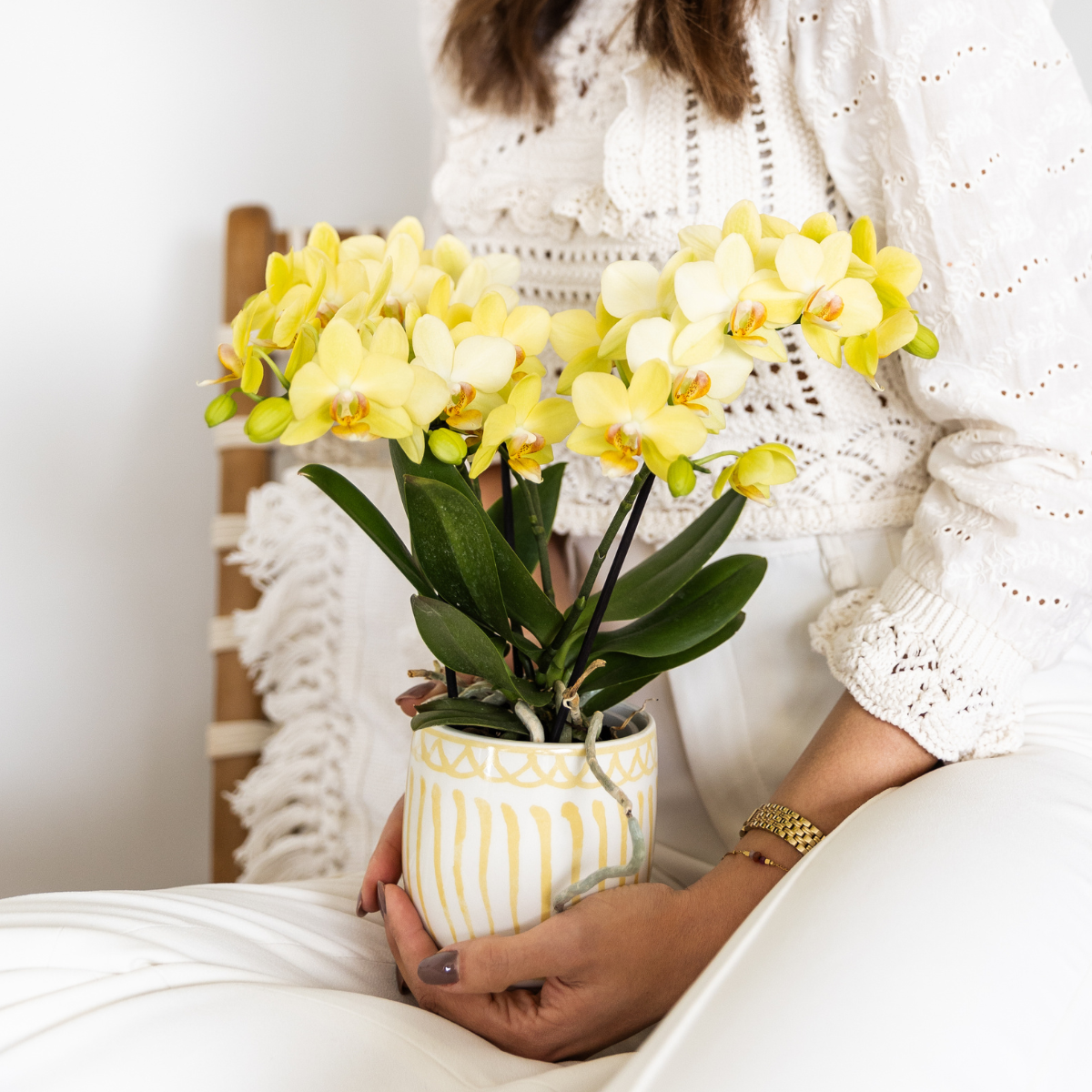 Gele Phalaenopsis