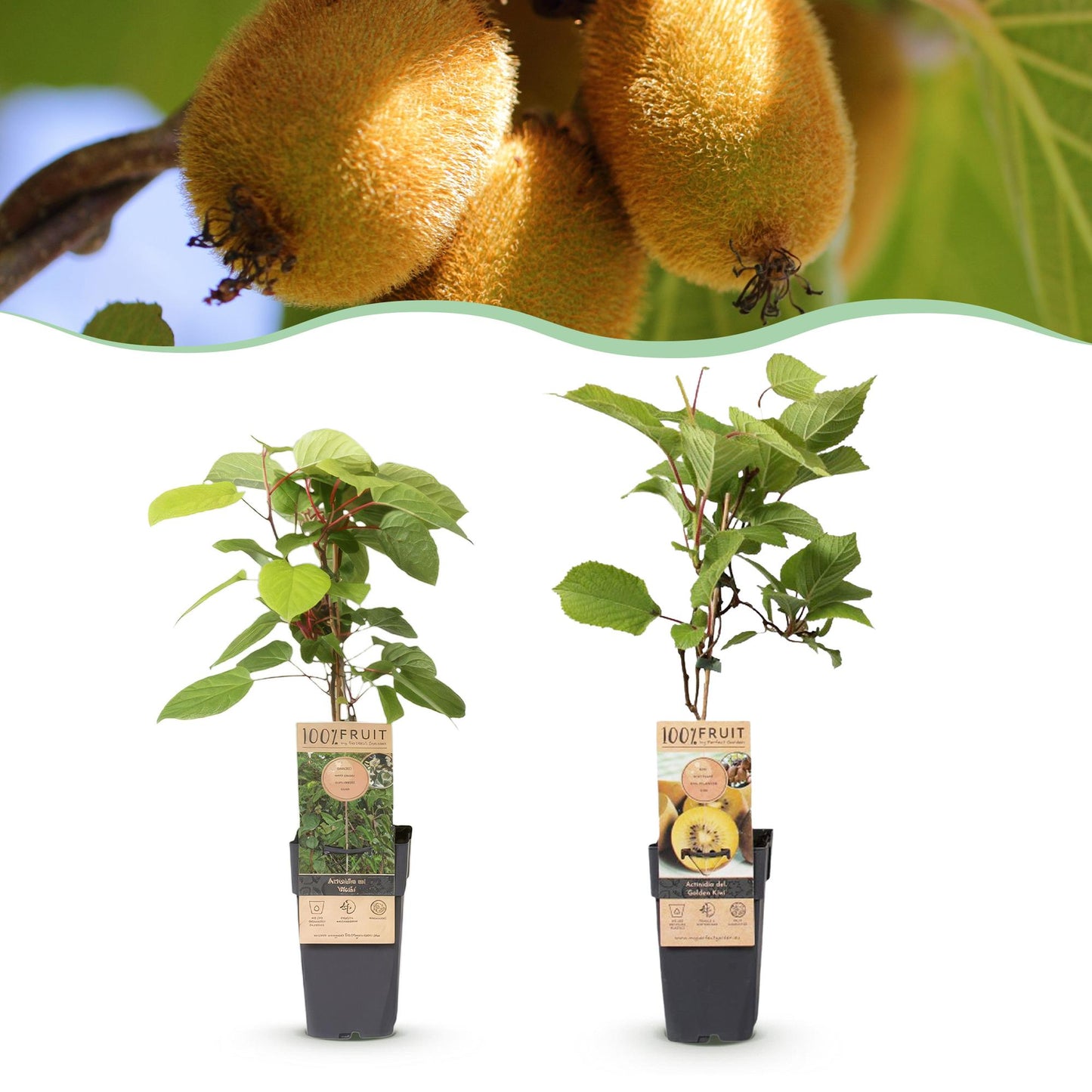 Set: Actinidia Weiki & Golden Kiwi (2 stuks)