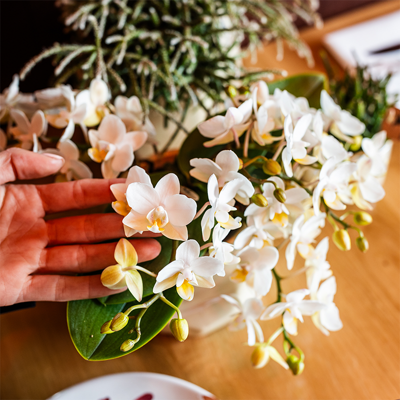 Combo: White Nazaré orchid (Scandic Copper)