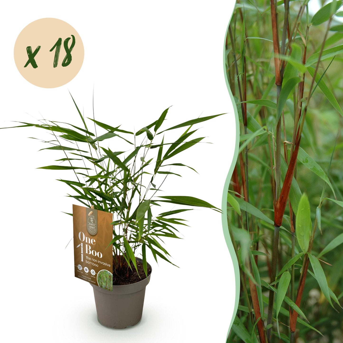 Bamboe: Fargesia Asian Wonder(18 Planten)