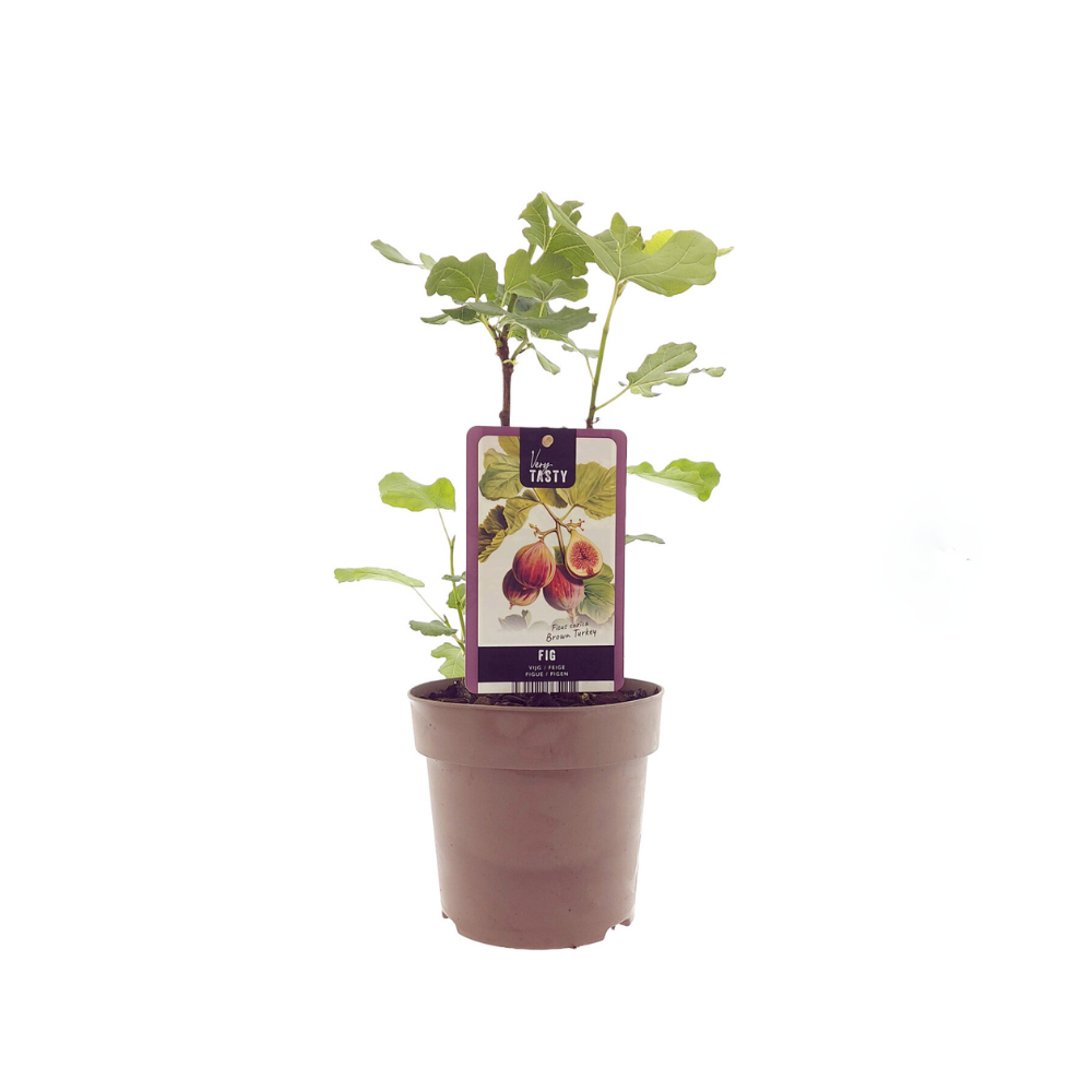 Ficus Brown Turkey - eetbare vijgen- Ø15cm - ↕40cm