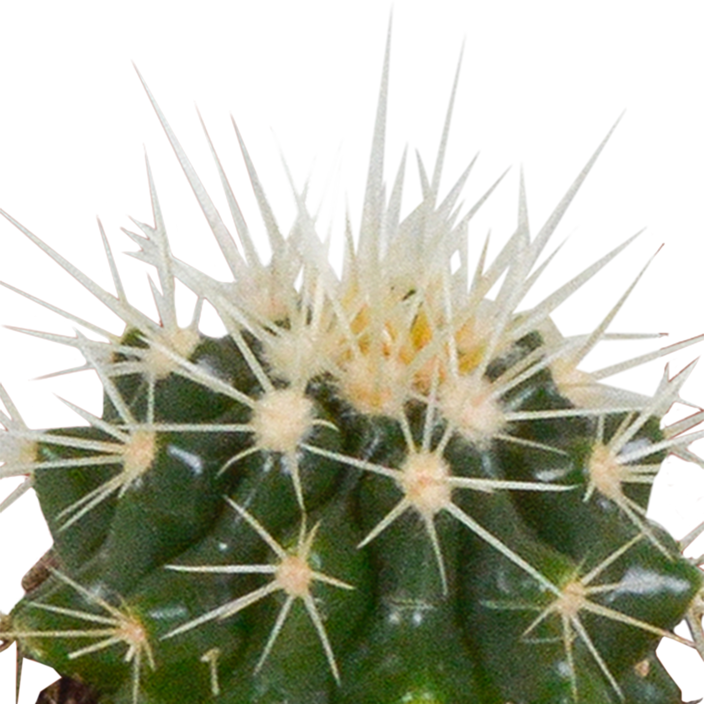 Mix: 15 stuks Cacti en vetplanten 5.5 cm - in witte pot