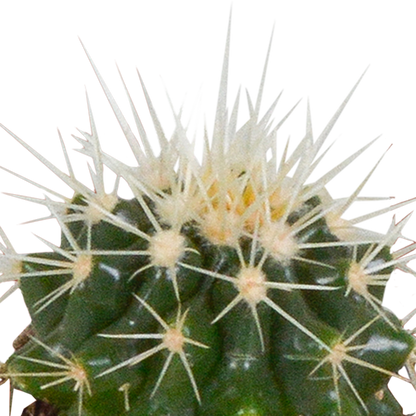 Mix: 15 stuks Cacti en vetplanten 5.5 cm - in witte pot