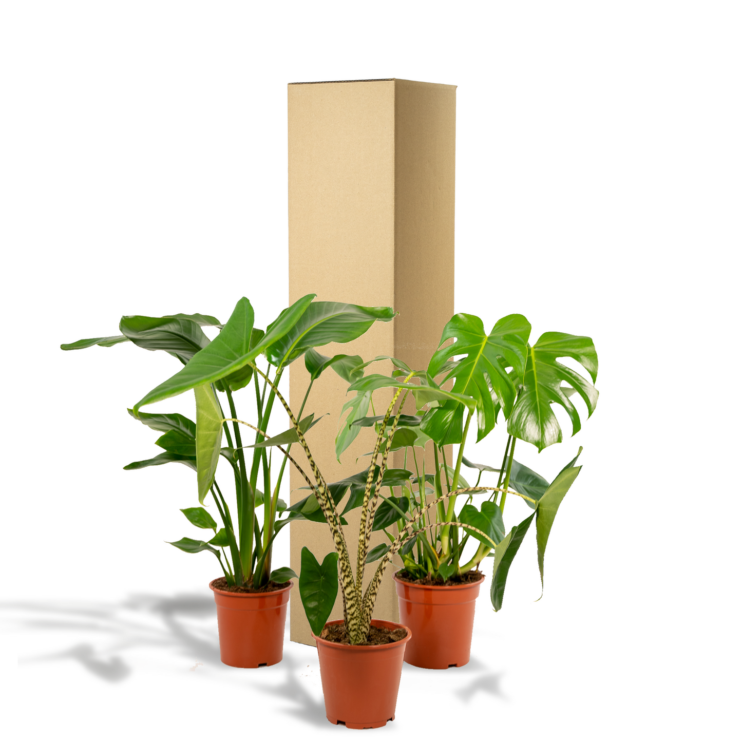 Trio-deal: Monstera + Alocasia + Strelitzia