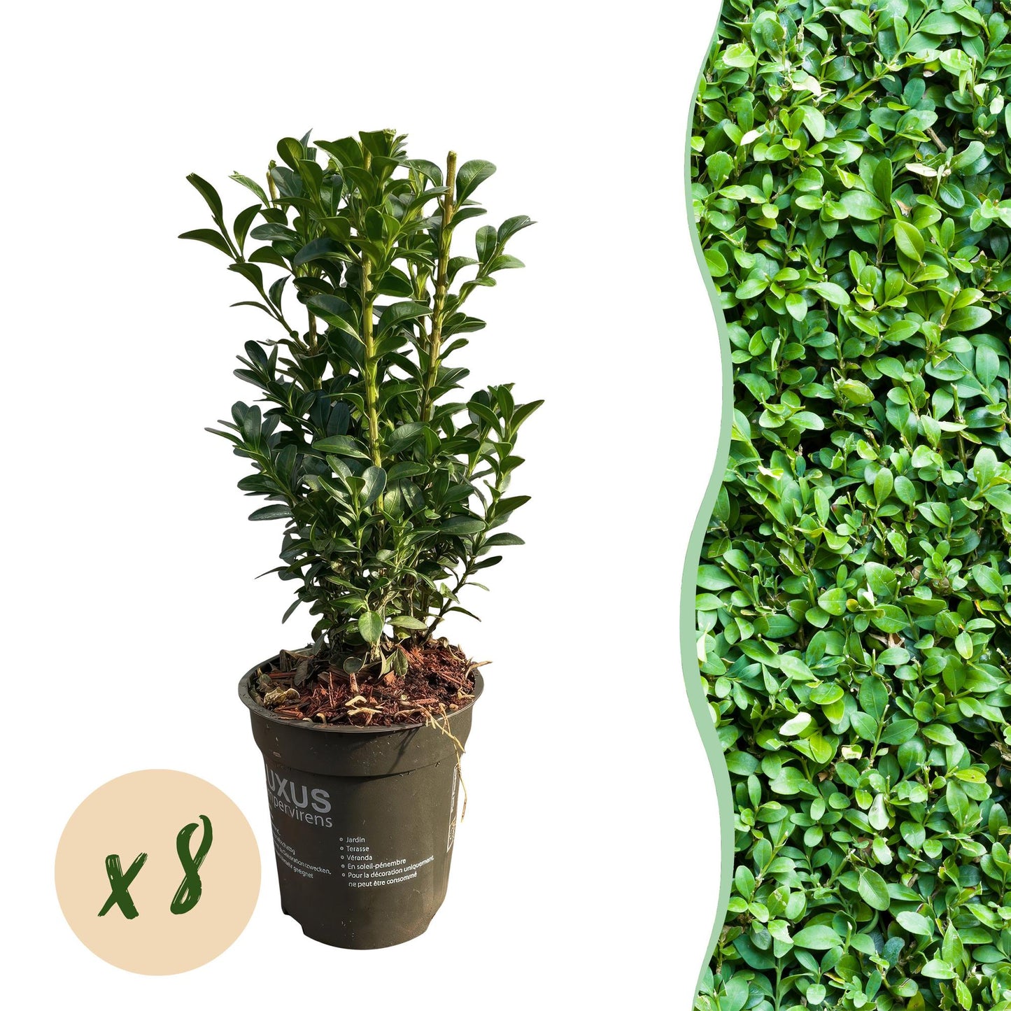 Buxus sempervirens -  blad groen - 8 planten - 1 strekkende meter - groenblijvend - pot 9cm hoogte 20-25cm