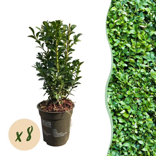 Buxus sempervirens -  blad groen - 8 planten - 1 strekkende meter - groenblijvend - pot 9cm hoogte 20-25cm