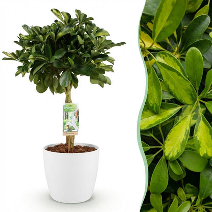 Combo: Schefflera Gold Capella (Pot Wit)