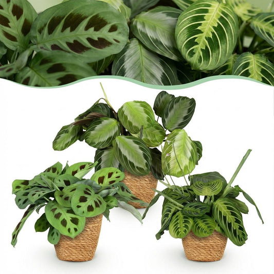 Mix: 3 Huisdiervriendelijke Planten in Deco Mandjes - Hoogte 25cm