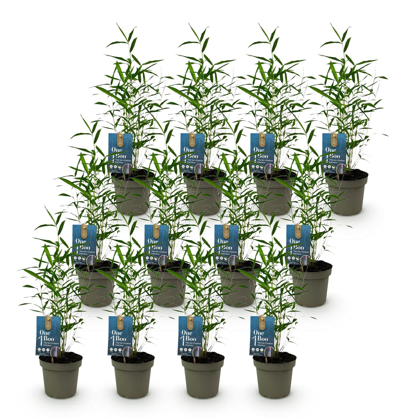 Bamboe: Fargesia Blue Dragon (12 Planten)
