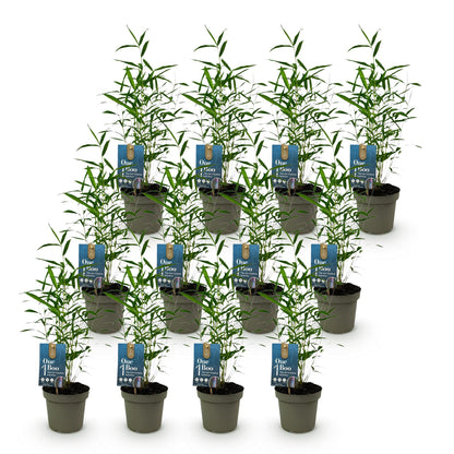 Bamboe: Fargesia Blue Dragon (12 Planten)