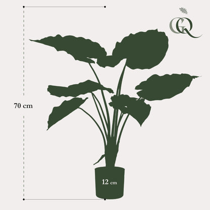ARTIFICIAL Alocasia 70 cm