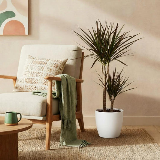 Dracaena Magenta