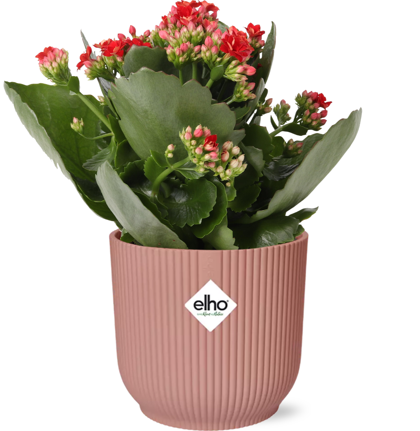 Combo: Kalanchoe Rosalina Don Justino Rood