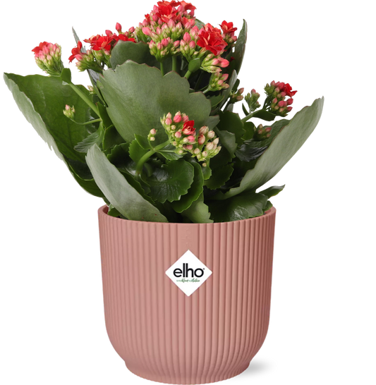 Combo: Kalanchoe Rosalina Don Justino Rood