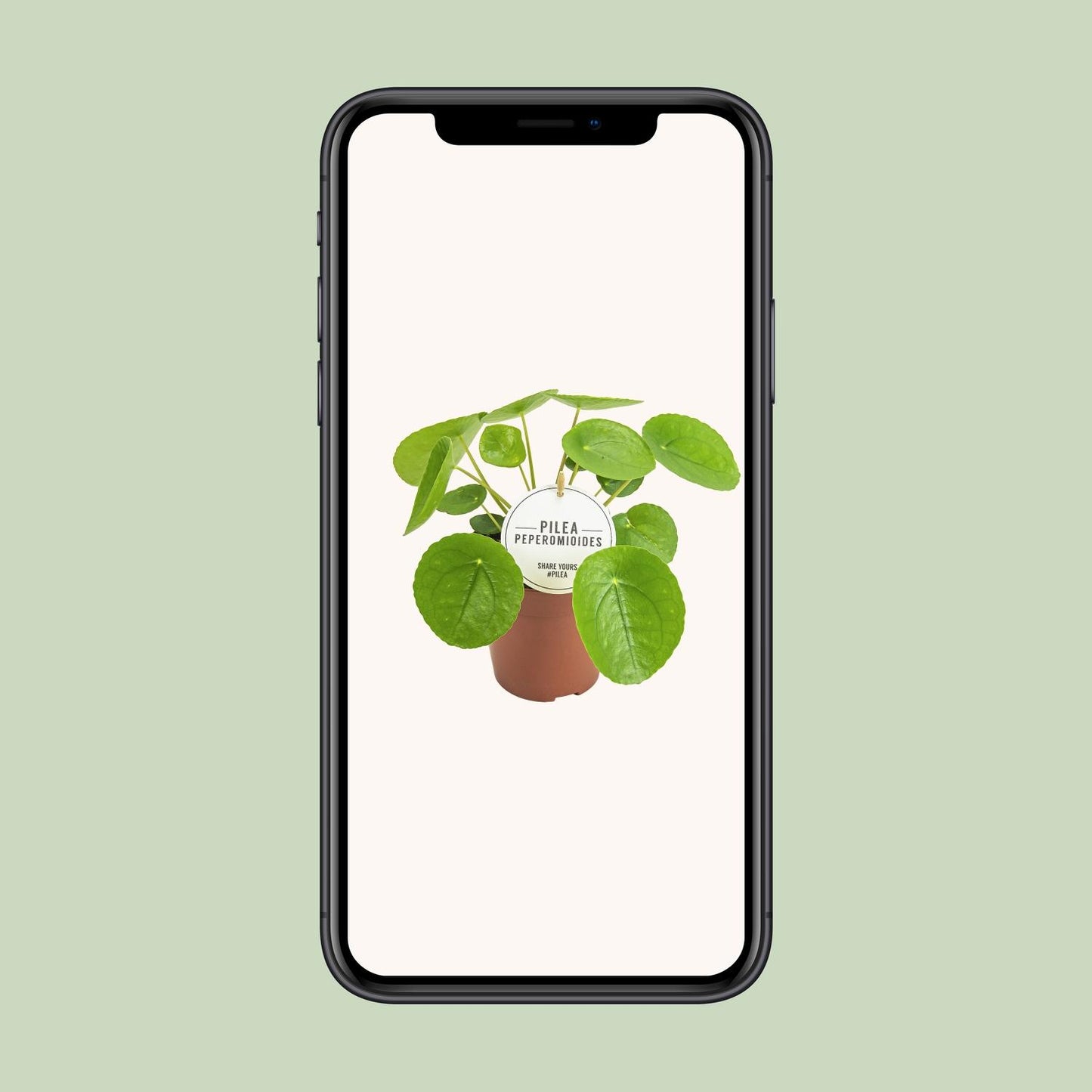 Pilea Peperomioides - Ø13cm - ↕20cm (aluminiumplant)