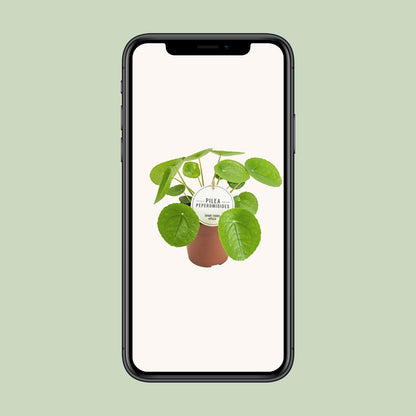 Pilea Peperomioides - Ø13cm - ↕20cm (aluminiumplant)