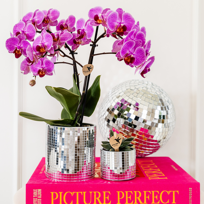 Giftset: Purple Vienna