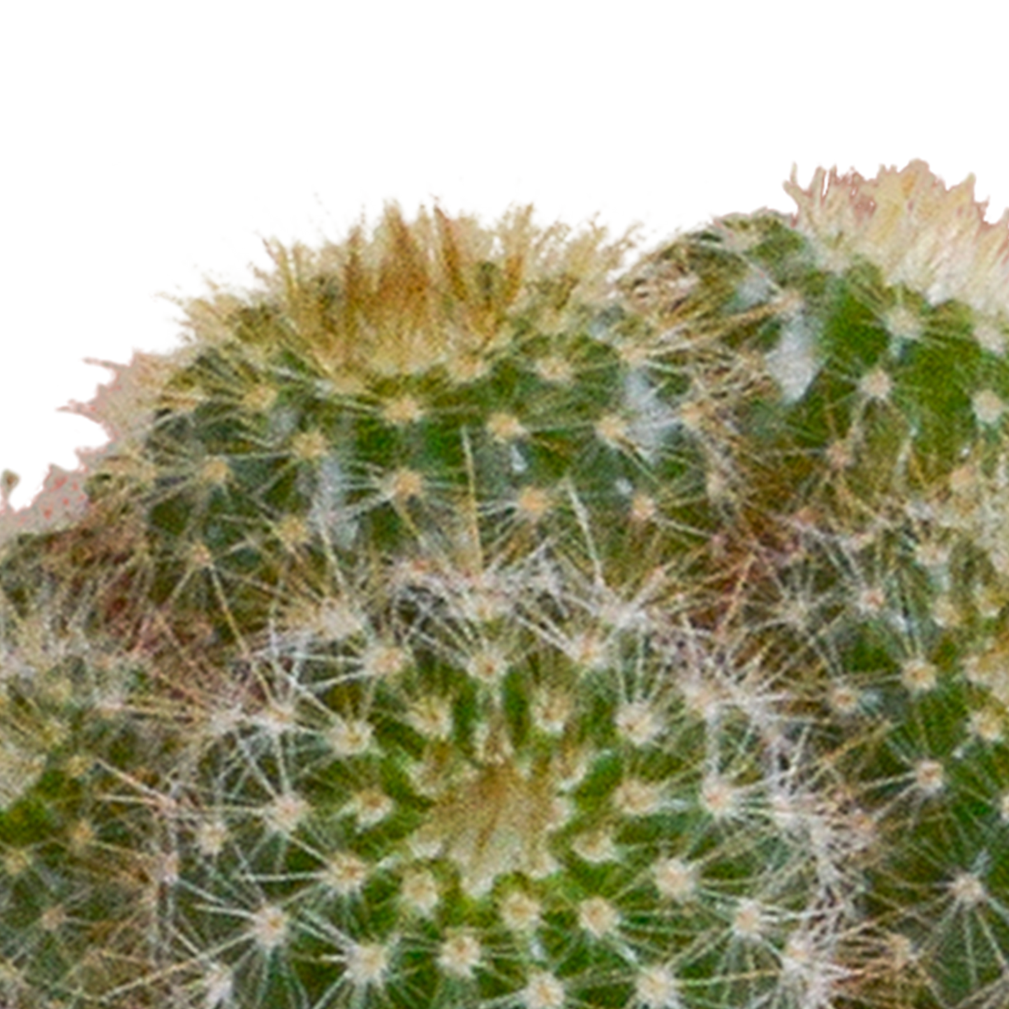 Mix: 15 stuks Cacti en vetplanten 5.5 cm - in witte pot