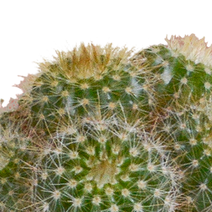 Mix: 15 stuks Cacti en vetplanten 5.5 cm - in witte pot