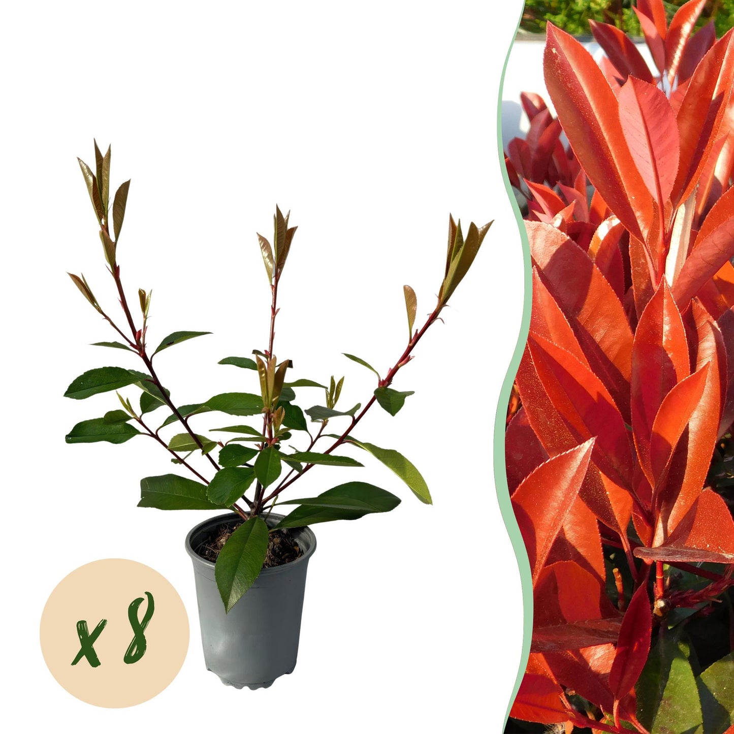 Photnia fraseri Red Robin - blad rood groen  - 8 planten - 1 strekkende meter - groenblijvend - pot 9cm hoogte 30-35cm