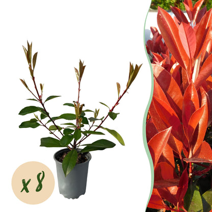 Photnia fraseri Red Robin - blad rood groen  - 8 planten - 1 strekkende meter - groenblijvend - pot 9cm hoogte 30-35cm