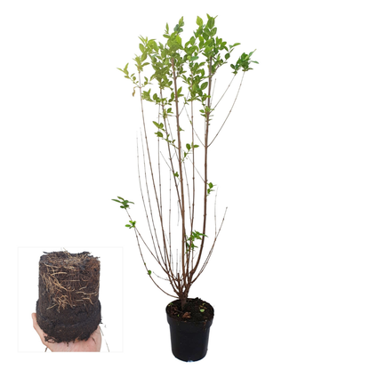 Palletdeal: Ligustrum Ovalifolium (50 stuks)