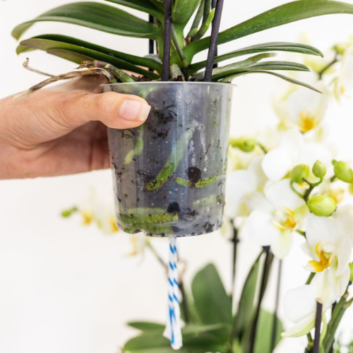 Combo: Witte Lausanne orchidee (groene Diabolo sierpot)