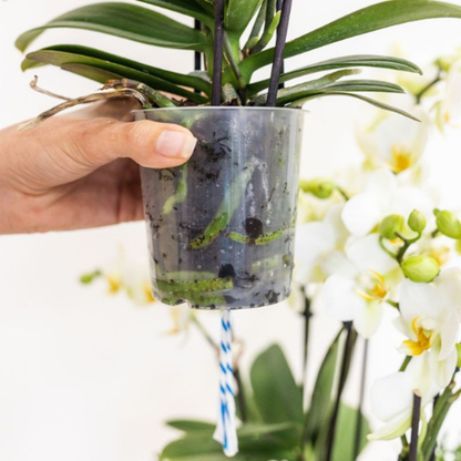 Combo: Witte Lausanne orchidee (groene Diabolo sierpot)