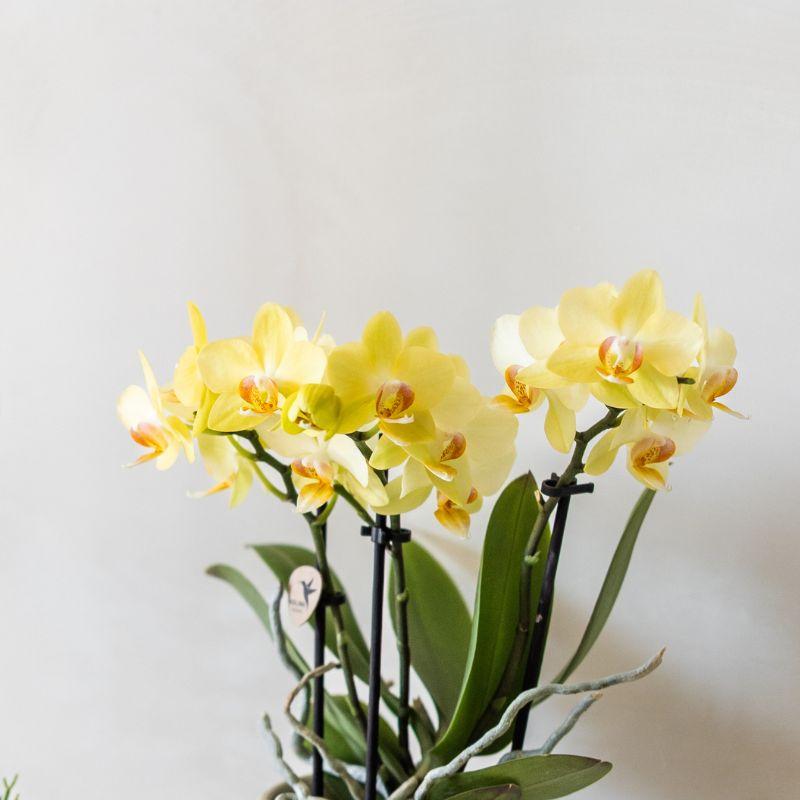 Combo: Gele Albenga orchidee (Bold Cognac sierpot)