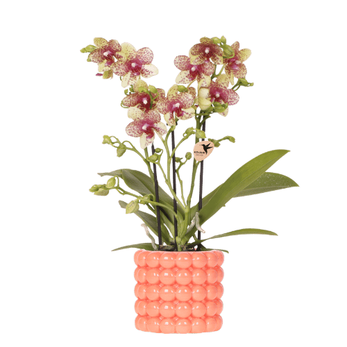 Combo: Orchidee Grosetto (Poppy sierpot)