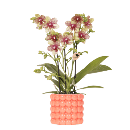 Combo: Orchidee Grosetto (Poppy sierpot)