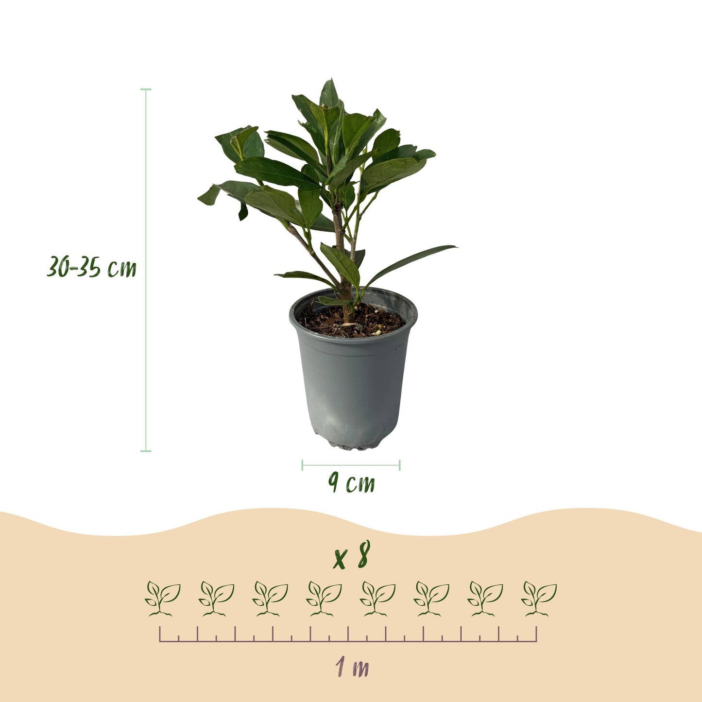 Prunus laurocerasus Caucasica- blad groen - 8 planten - 1 strekkende meter - groenblijvend - pot 9cm hoogte 30-35cm