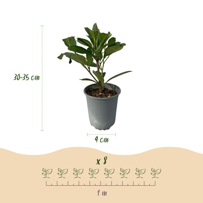 Prunus laurocerasus Caucasica- blad groen - 8 planten - 1 strekkende meter - groenblijvend - pot 9cm hoogte 30-35cm